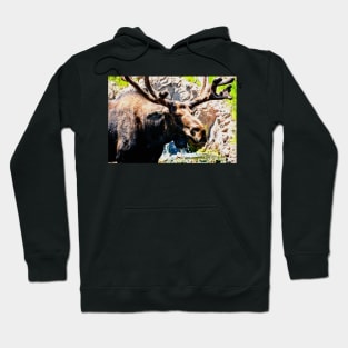 Moose Hoodie